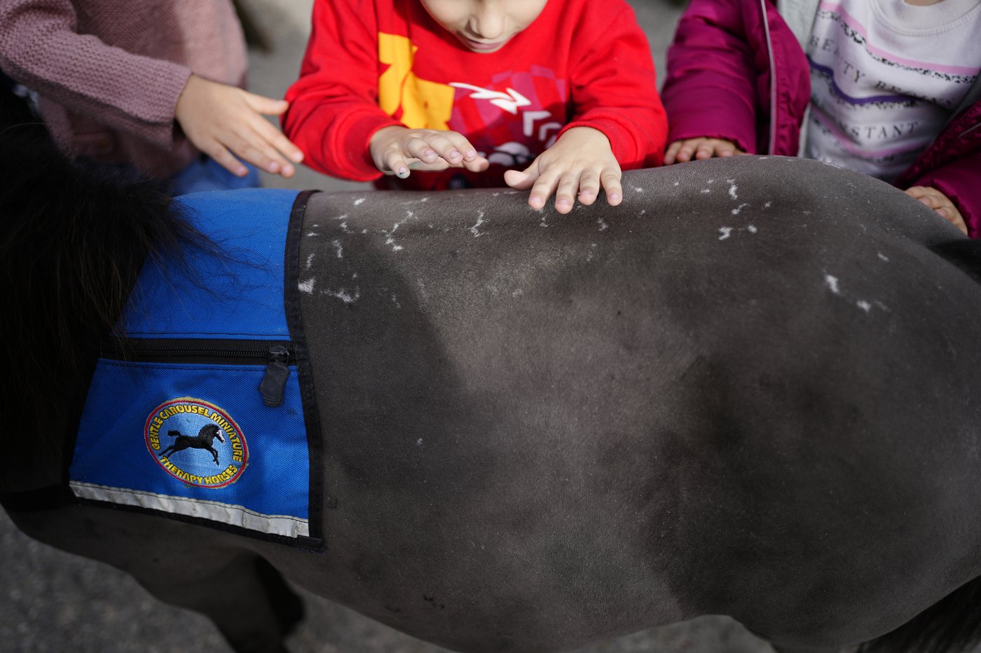 Greece's only miniature therapy horses bring joy to many, but their charity is struggling | iNFOnews.ca