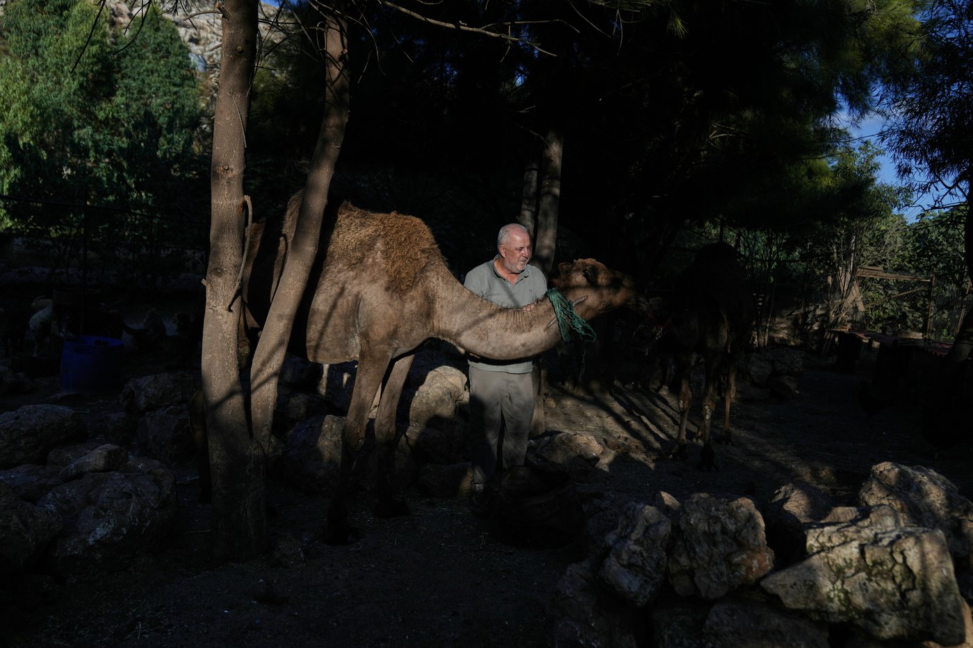 Photos of pets and farm animals rescued from the war in southern Lebanon | iNFOnews.ca