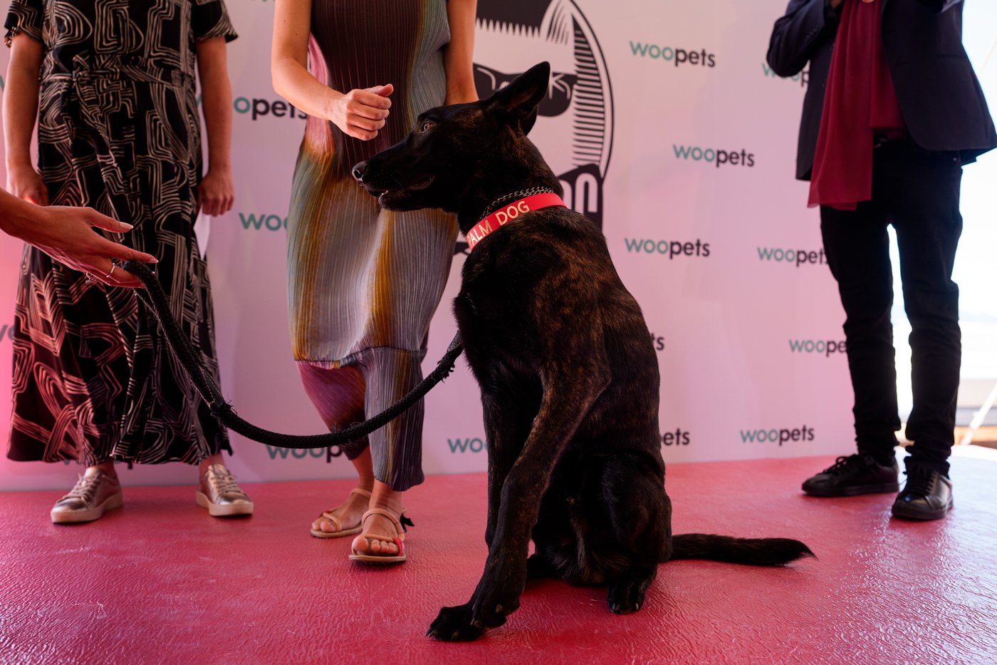 A round of a-paws for ‘La Perra,’ winner of the Palm Dog award at Cannes | iNFOnews.ca