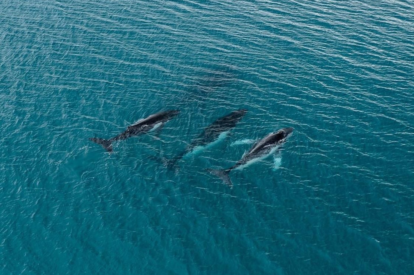 Two humpback whales set records swimming between Australia and Brazil | iNFOnews.ca Two humpback whales set records swimming between Australia and Brazil | iNFOnews.ca