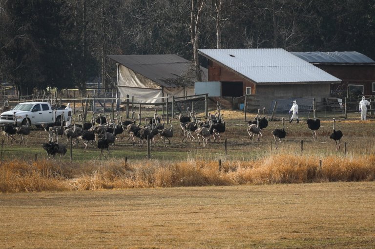 Creditors want first dibs on possible $900,000 federal payment to BC ostrich farm | iNFOnews.ca
