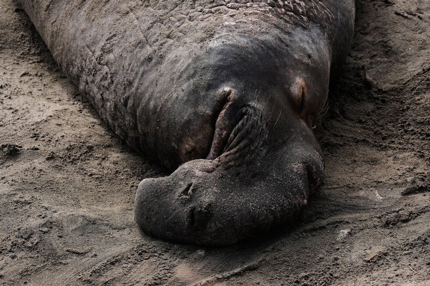 Elephant seals return to Año Nuevo State Park. Visitors watch battling bulls and 75-pound pups | iNFOnews.ca Elephant seals return to Año Nuevo State Park. Visitors watch battling bulls and 75-pound pups | iNFOnews.ca