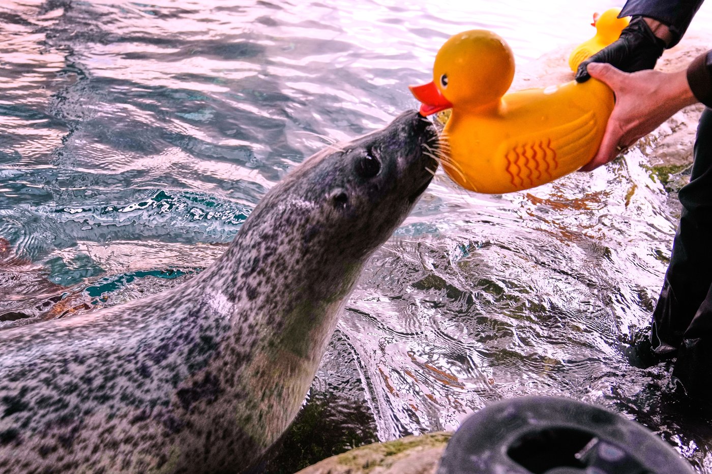 Reggae the seal uses rubber ducks for daily enrichment training at Boston aquarium | iNFOnews.ca Reggae the seal uses rubber ducks for daily enrichment training at Boston aquarium | iNFOnews.ca