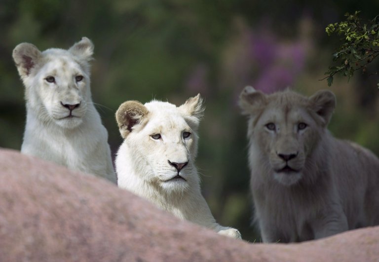 Fan-favourite lion put down at Toronto Zoo after months of veterinary care | iNFOnews.ca