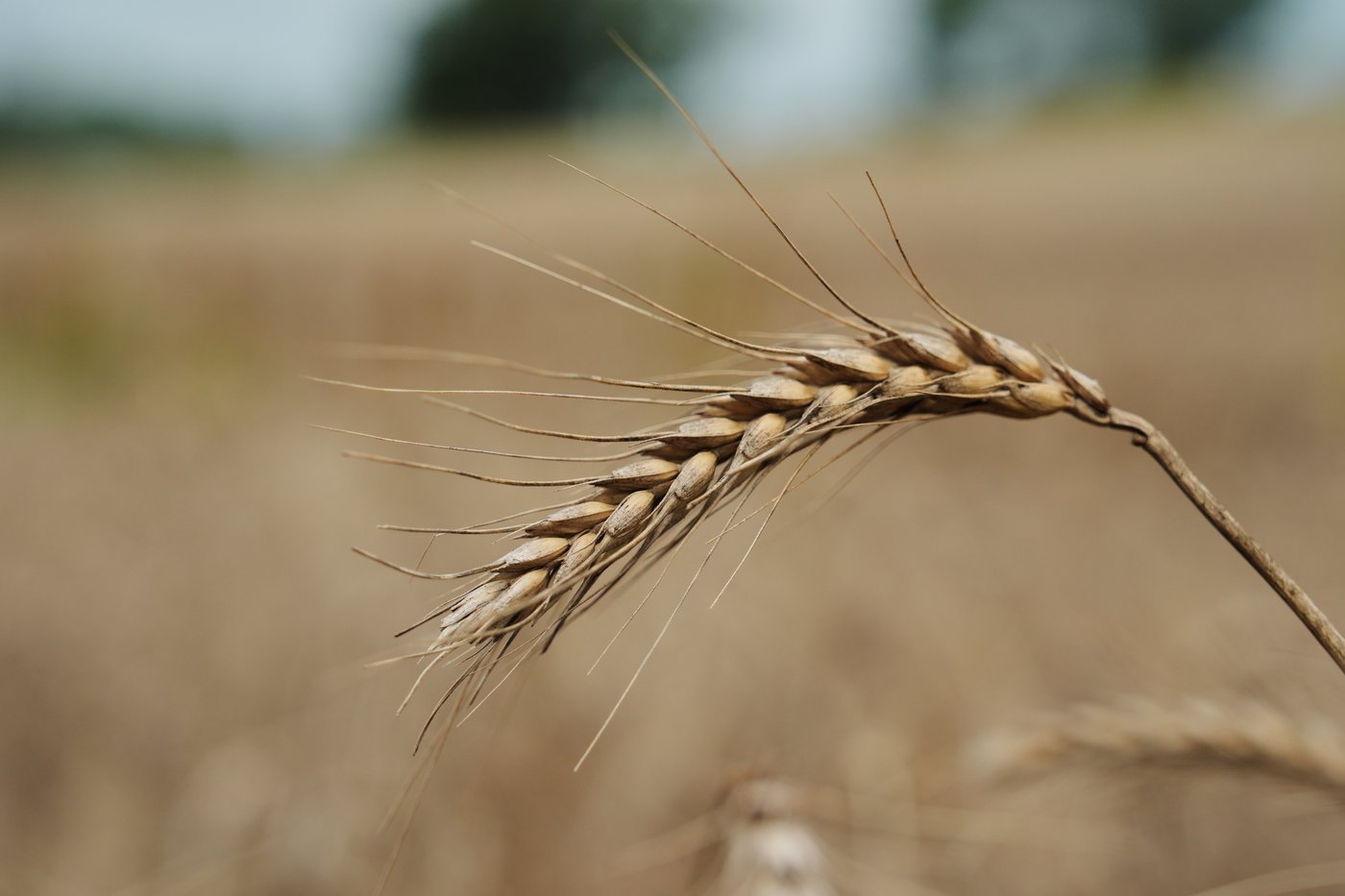 Farmers turn to perennial grains as one solution to extreme weather | iNFOnews.ca