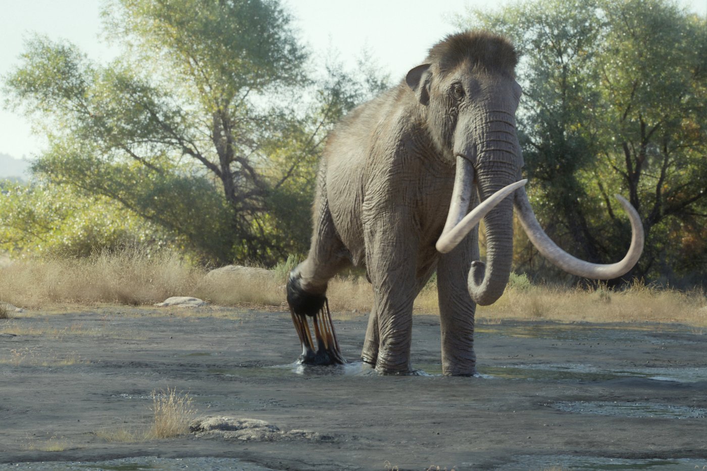A foot-tall elephant? 'Prehistoric Planet: Ice Age' on Apple TV reveals surprising creatures | iNFOnews.ca A foot-tall elephant? 'Prehistoric Planet: Ice Age' on Apple TV reveals surprising creatures | iNFOnews.ca
