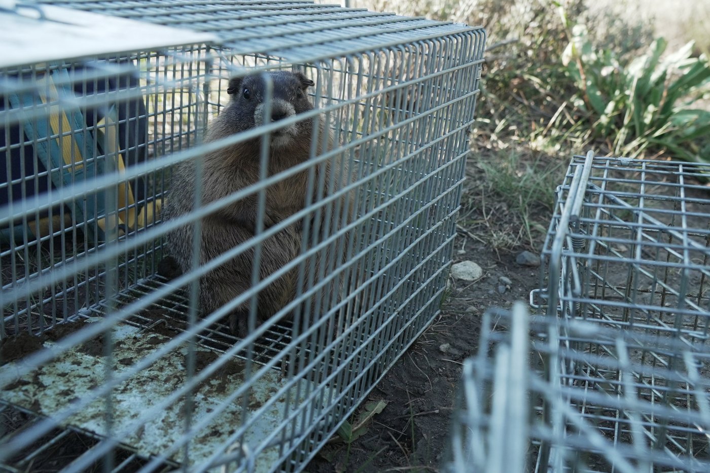 Move over bears. Fat Marmot Week puts a spotlight on the alpine rodents | iNFOnews.ca