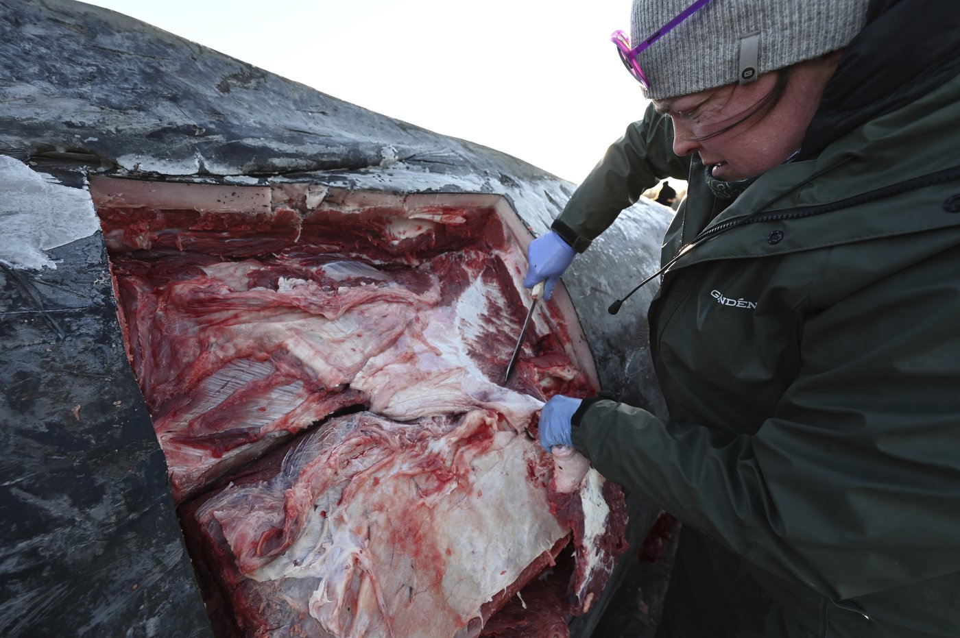 Carcass of endangered fin whale washes up near Alaska's largest city | iNFOnews.ca