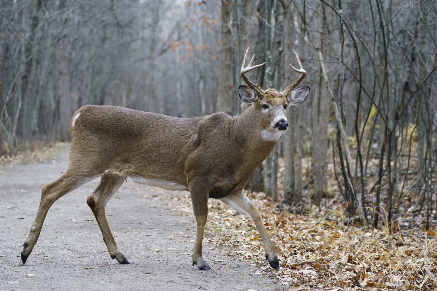 Longueuil gets permit to go ahead with deer cull in local park that has been overrun | iNFOnews.ca