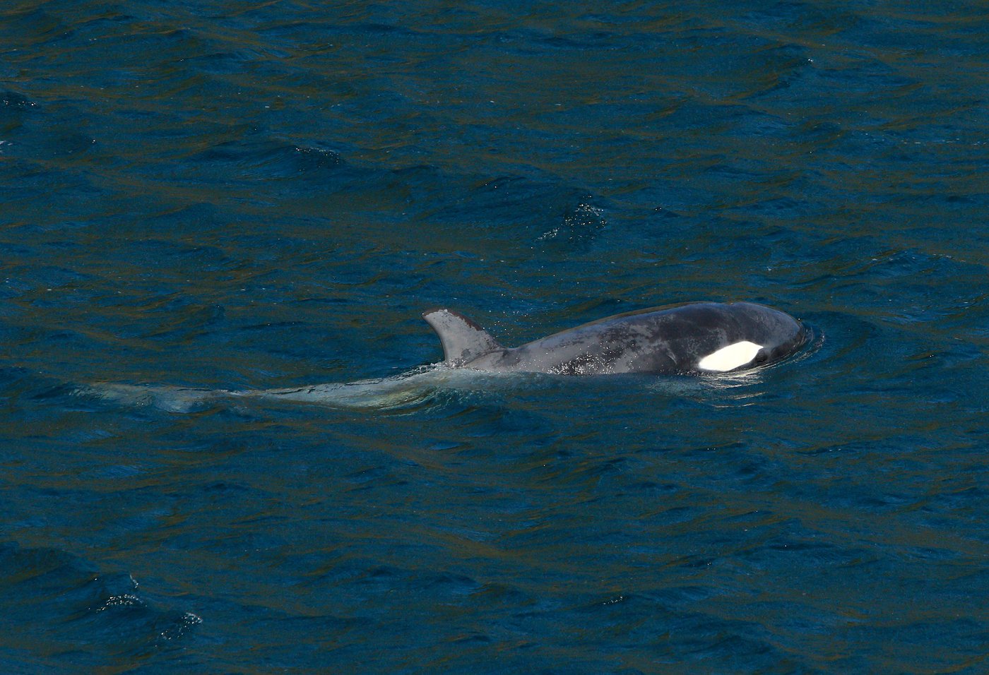 Spring economic update includes plans to cut spending on consultants, protect whales | iNFOnews.ca