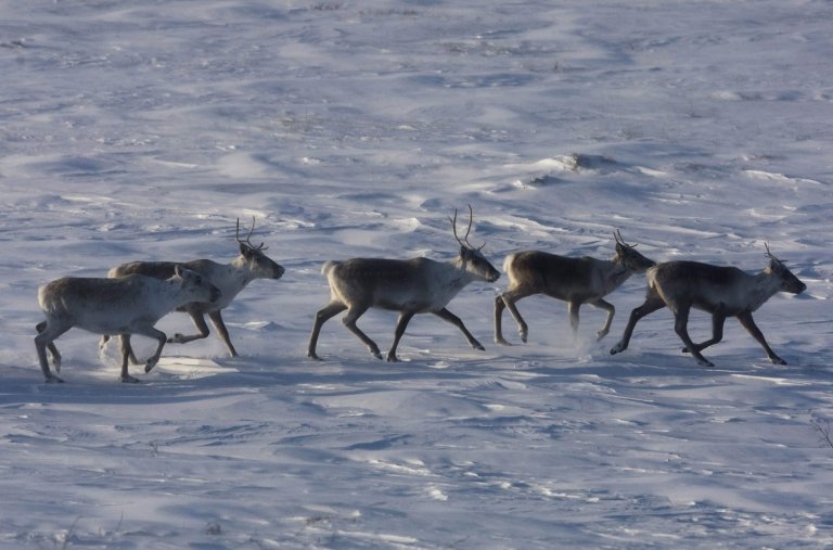 Environmentalists have mixed reactions to Quebec-Ottawa caribou funding deal | iNFOnews.ca