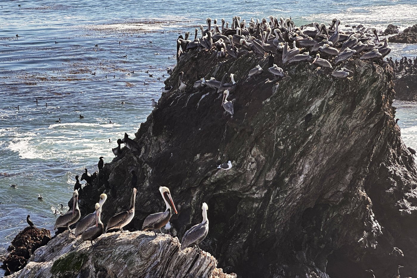 A brown pelican 'feeding frenzy' is an encouraging sign for the often-struggling large seabirds | iNFOnews.ca