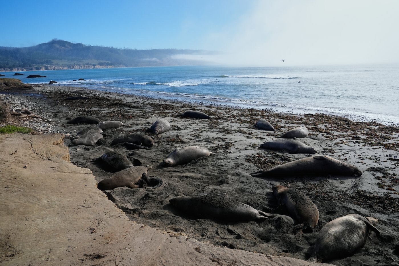 Elephant seals return to Año Nuevo State Park. Visitors watch battling bulls and 75-pound pups | iNFOnews.ca Elephant seals return to Año Nuevo State Park. Visitors watch battling bulls and 75-pound pups | iNFOnews.ca
