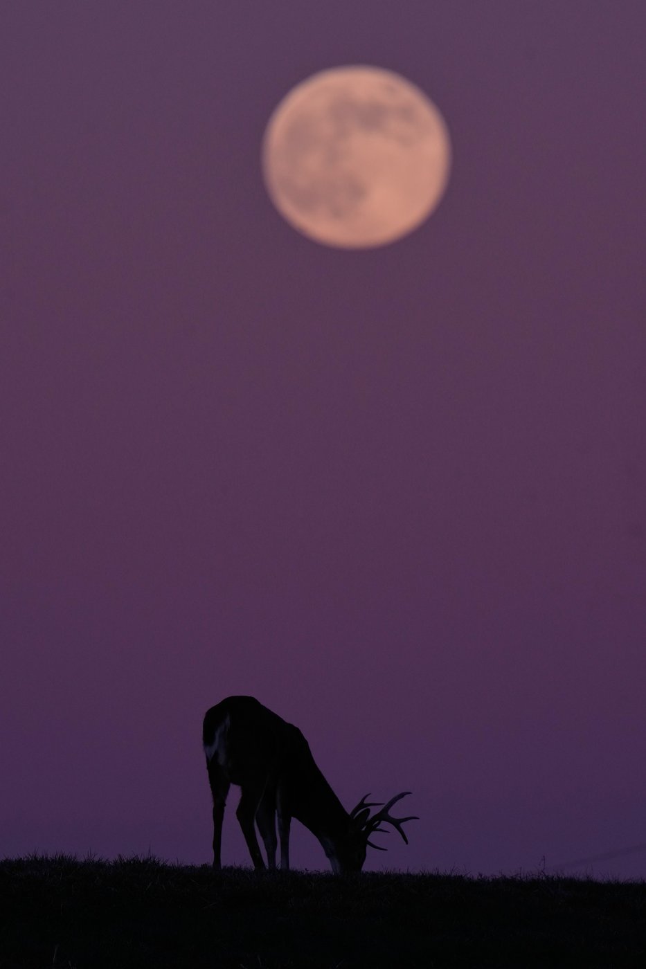 Photos show the last supermoon of the year shining in December skies | iNFOnews.ca