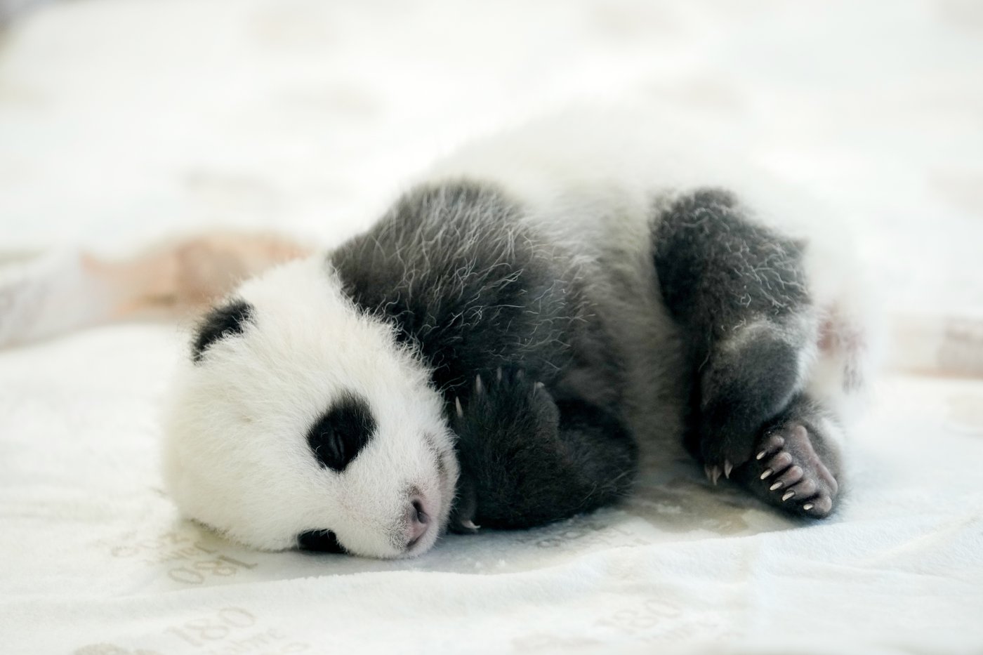 PHOTO COLLECTION: Germany Giant Pandas | iNFOnews.ca PHOTO COLLECTION: Germany Giant Pandas | iNFOnews.ca