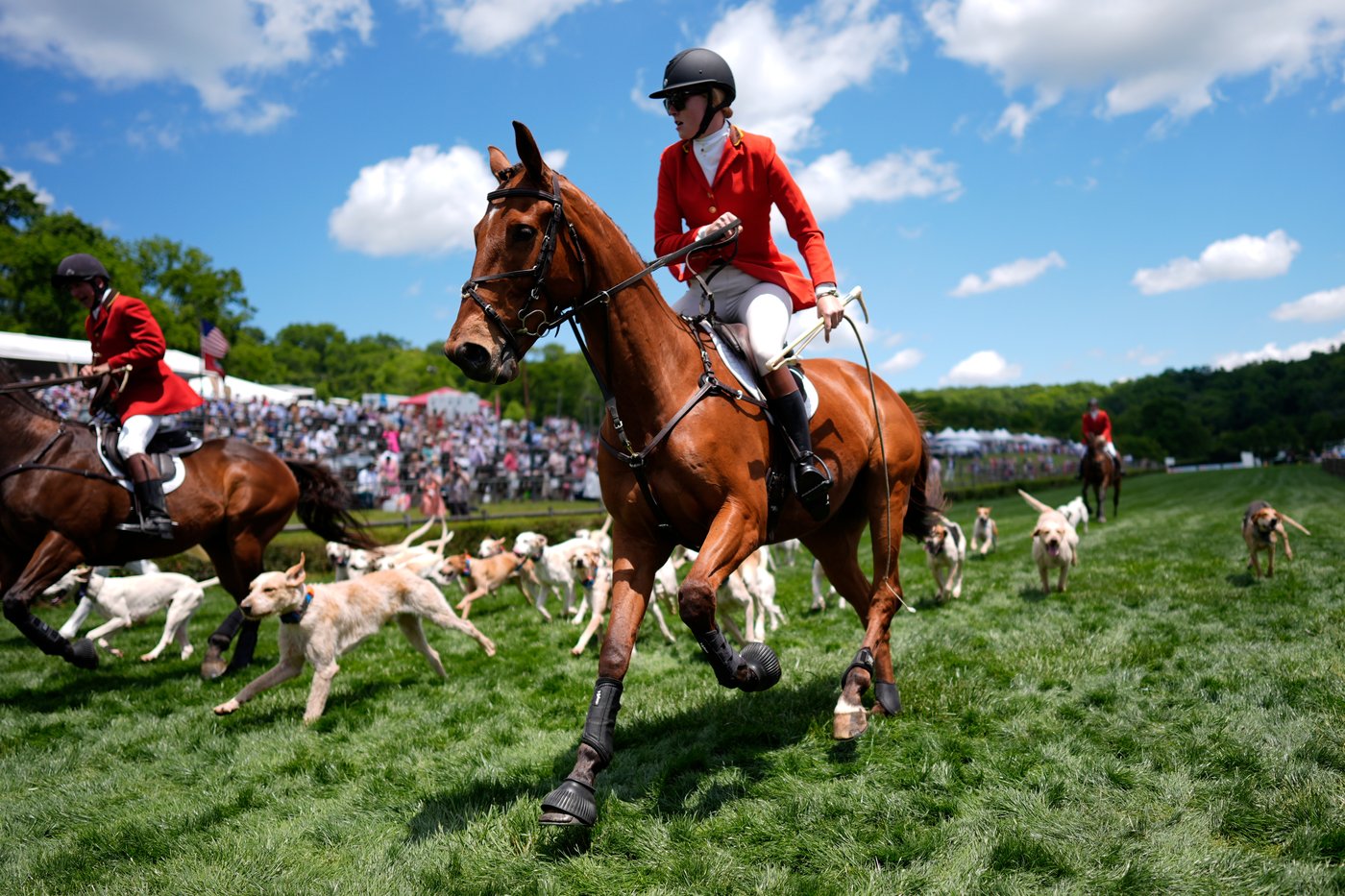 At the Iroquois Steeplechase, the foxhounds kick off the horse races with a howling fun dog parade | iNFOnews.ca At the Iroquois Steeplechase, the foxhounds kick off the horse races with a howling fun dog parade | iNFOnews.ca
