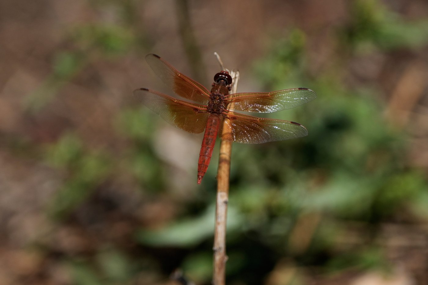 Unusual dragonfly swarms sweep across California after warm spring rains | iNFOnews.ca