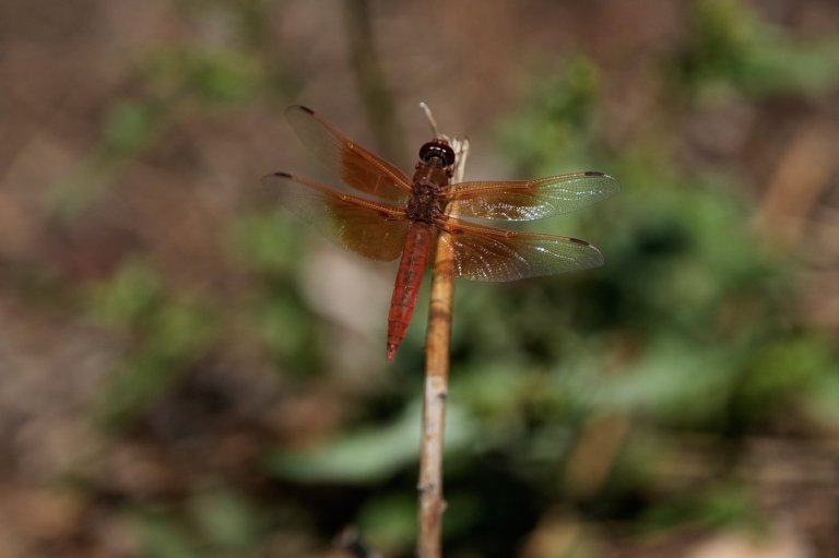 Unusual dragonfly swarms sweep across California after warm spring rains | iNFOnews.ca
