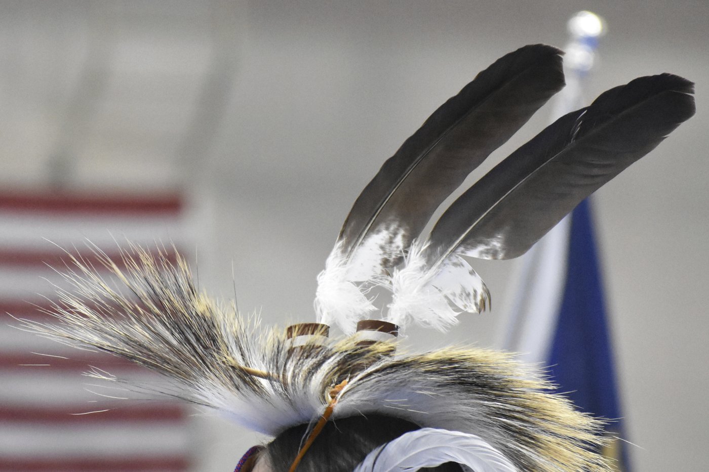 Eagle feathers play a sacred role in powwows. Poachers are exploiting the high demand | iNFOnews.ca