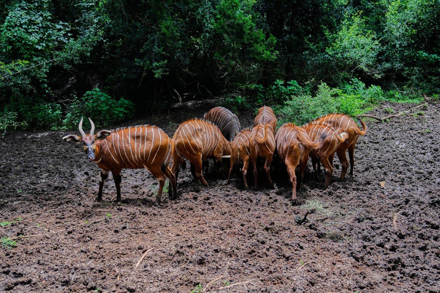 The ‘ghost of the forest’ makes a comeback in Kenya, in photos | iNFOnews.ca