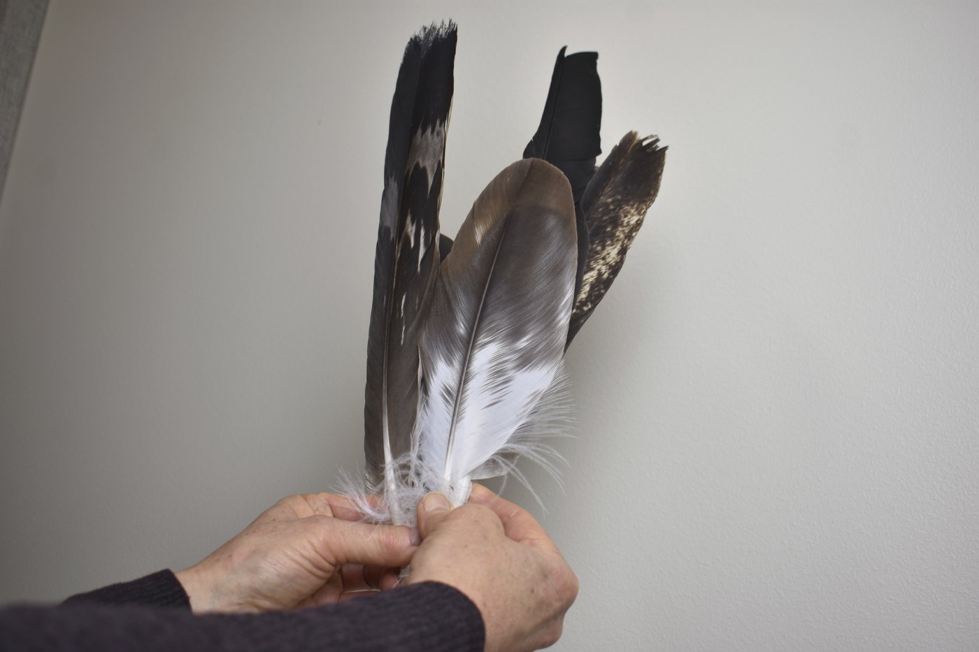 Eagle feathers play a sacred role in powwows. Poachers are exploiting the high demand | iNFOnews.ca