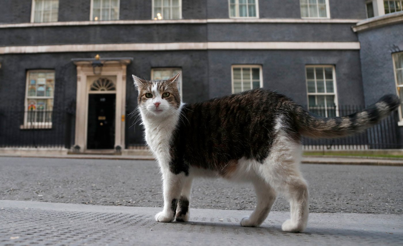 ‘First feline’ Larry marks 15 years as Britain’s political top cat | iNFOnews.ca