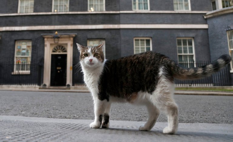 ‘First feline’ Larry marks 15 years as Britain’s political top cat | iNFOnews.ca