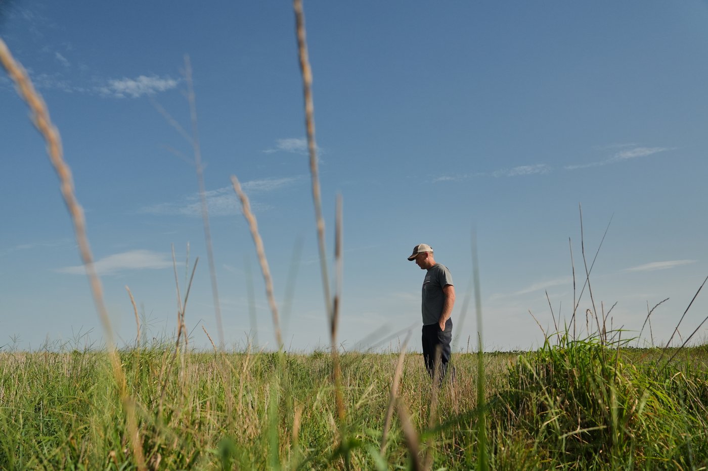 Farmers turn to perennial grains as one solution to extreme weather | iNFOnews.ca