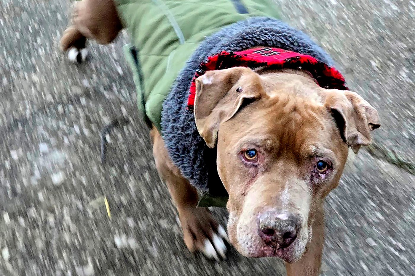 Michigan veterinarian who refused to return ailing dog to homeless man to spend 10 days in jail | iNFOnews.ca