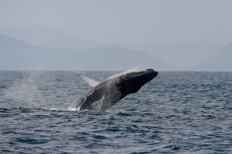Sightings of humpback whales surge in Rio de Janeiro, fueling demand for whale-watching trips | iNFOnews.ca