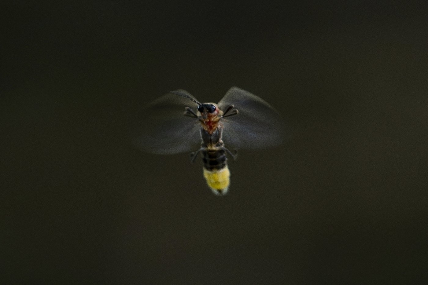 Fireflies are lighting up summer skies. But the glowing bugs are still on the decline | iNFOnews.ca Fireflies are lighting up summer skies. But the glowing bugs are still on the decline | iNFOnews.ca