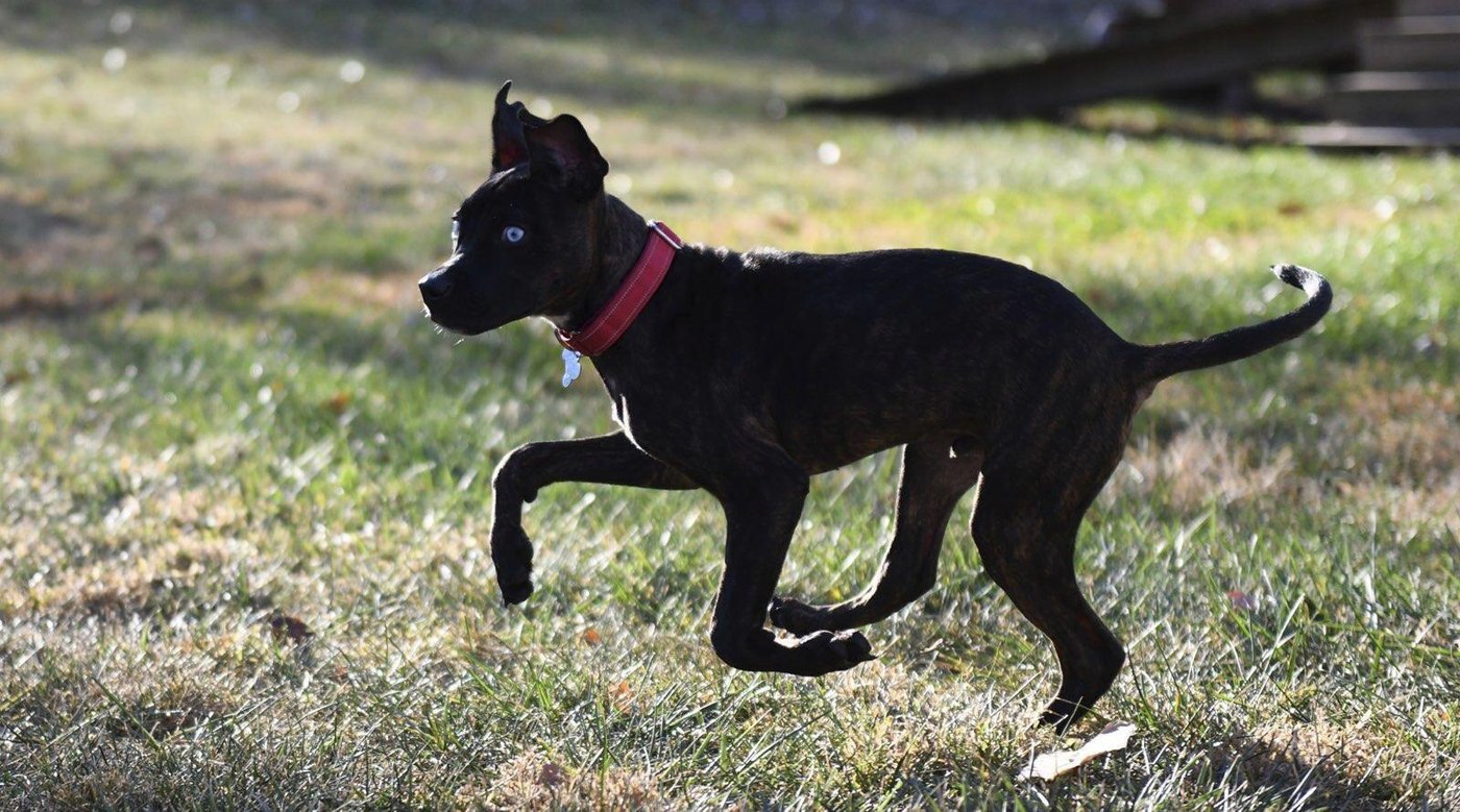 Kansas City Chiefs player becomes a coach to a mutt named Parsnip for the 'Puppy Bowl' | iNFOnews.ca Kansas City Chiefs player becomes a coach to a mutt named Parsnip for the 'Puppy Bowl' | iNFOnews.ca