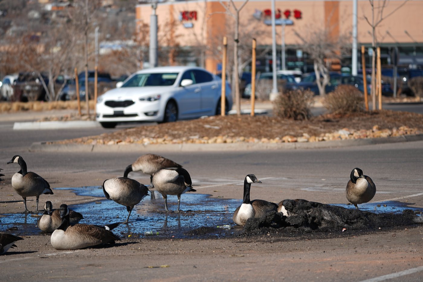 Record snow drought in Western US raises concern for a spring of water shortages and wildfires | iNFOnews.ca