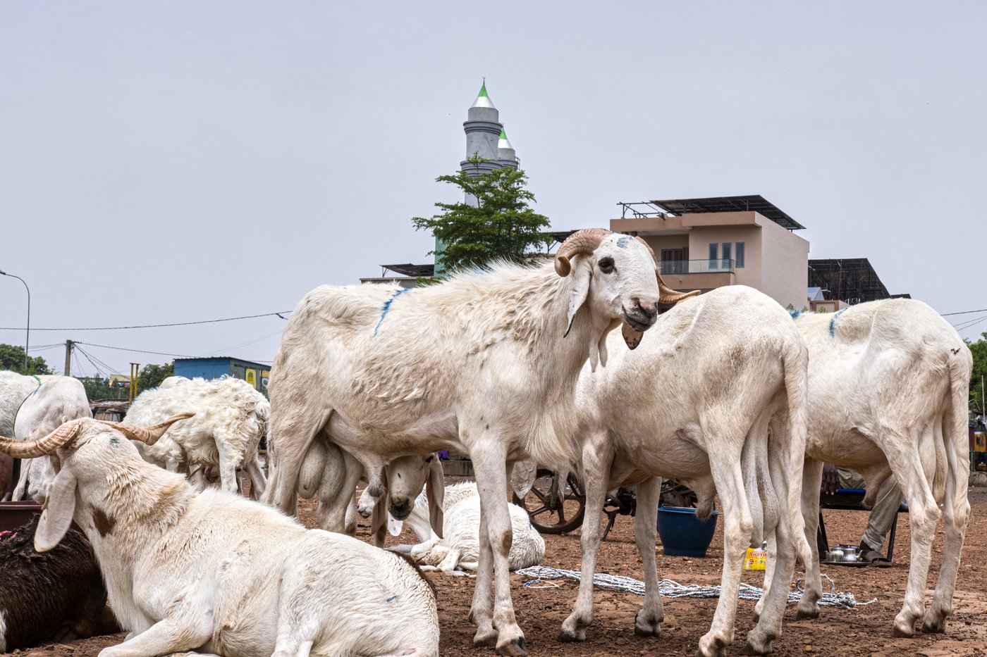 A bitter Eid al-Adha in Mali's capital as al-Qaida-linked blockade sends sheep prices soaring | iNFOnews.ca
