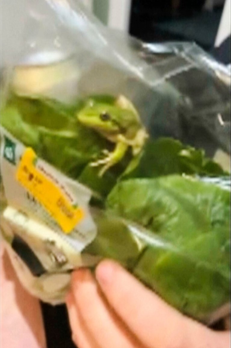 Lettuce introduce you to the live frog found in this grocery store salad bag | iNFOnews.ca