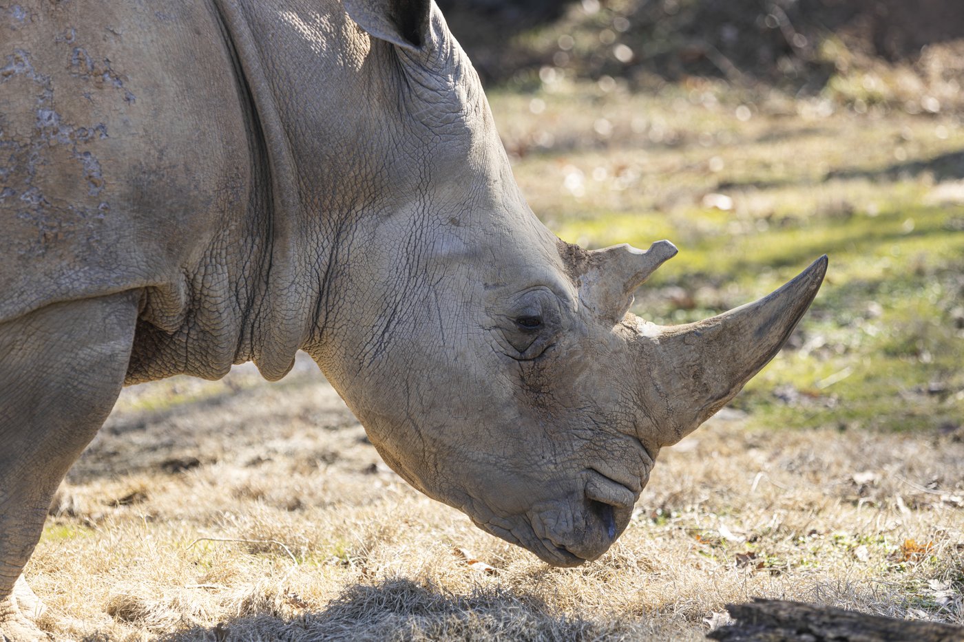 Dolly, the oldest rhino in the US, has died at a Tennessee zoo at age 56 | iNFOnews.ca