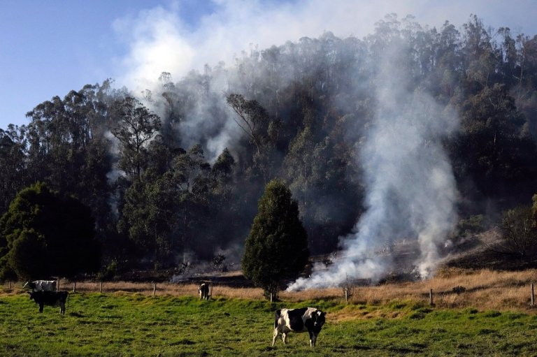 Colombia passes law to track cattle and keep deforestation-linked beef out of supply chains | iNFOnews.ca