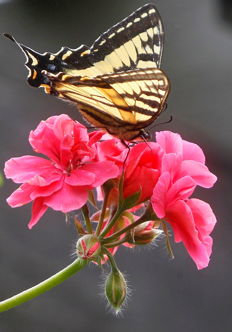 Give caterpillars a 'soft landing' under your trees. The ecosystem will thank you | iNFOnews.ca
