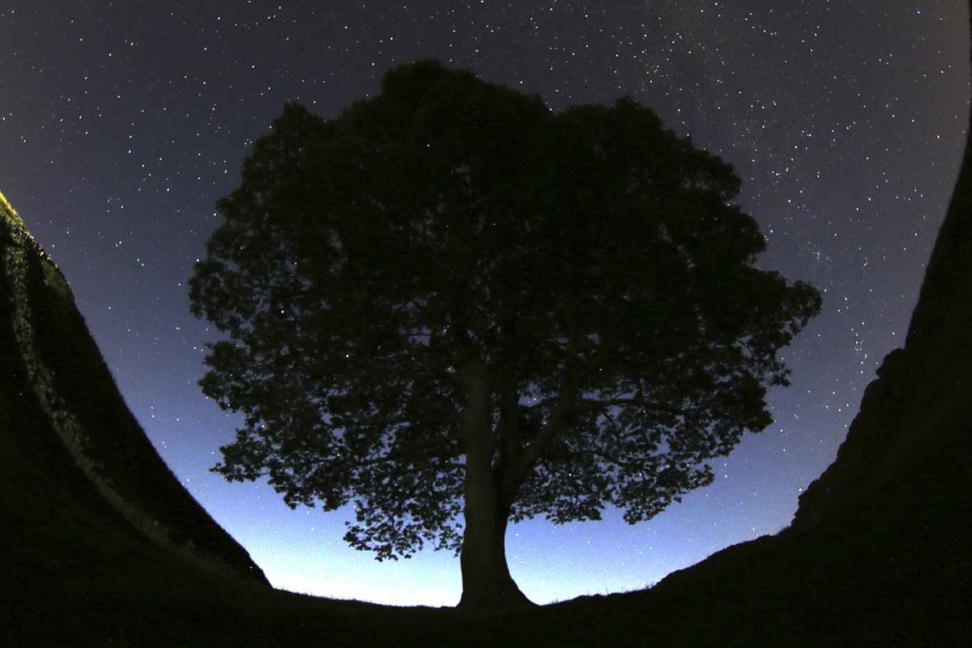 49 saplings from famous UK tree that was illegally chopped down will be shared to mark anniversary | iNFOnews.ca