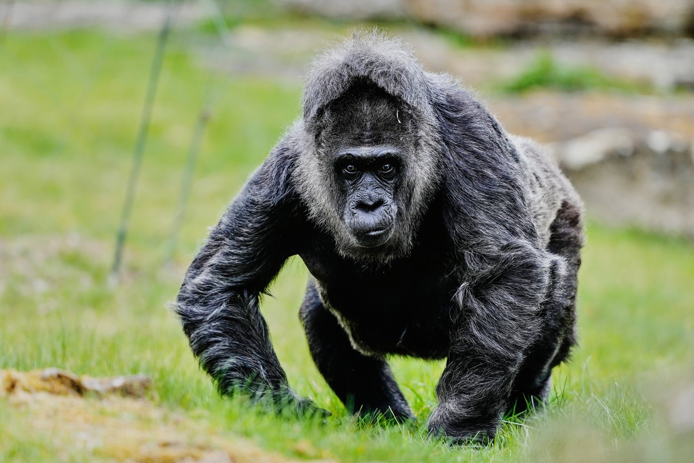 Fatou, the world's oldest gorilla living in captivity, celebrates her 69th birthday at Berlin Zoo | iNFOnews.ca Fatou, the world's oldest gorilla living in captivity, celebrates her 69th birthday at Berlin Zoo | iNFOnews.ca