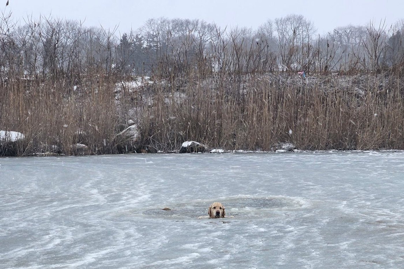 Rhode Island firefighters rescue a yellow Lab from an icy pond on New Year's Day | iNFOnews.ca