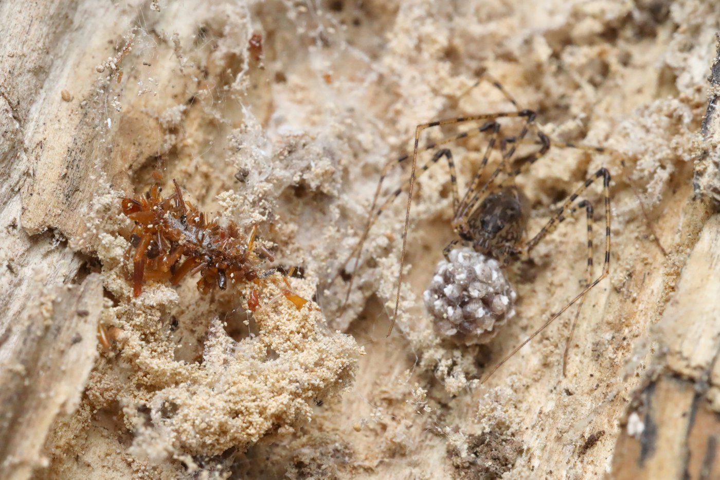 A carnivorous 'bone collector' caterpillar dresses in the remains of its prey | iNFOnews.ca A carnivorous 'bone collector' caterpillar dresses in the remains of its prey | iNFOnews.ca