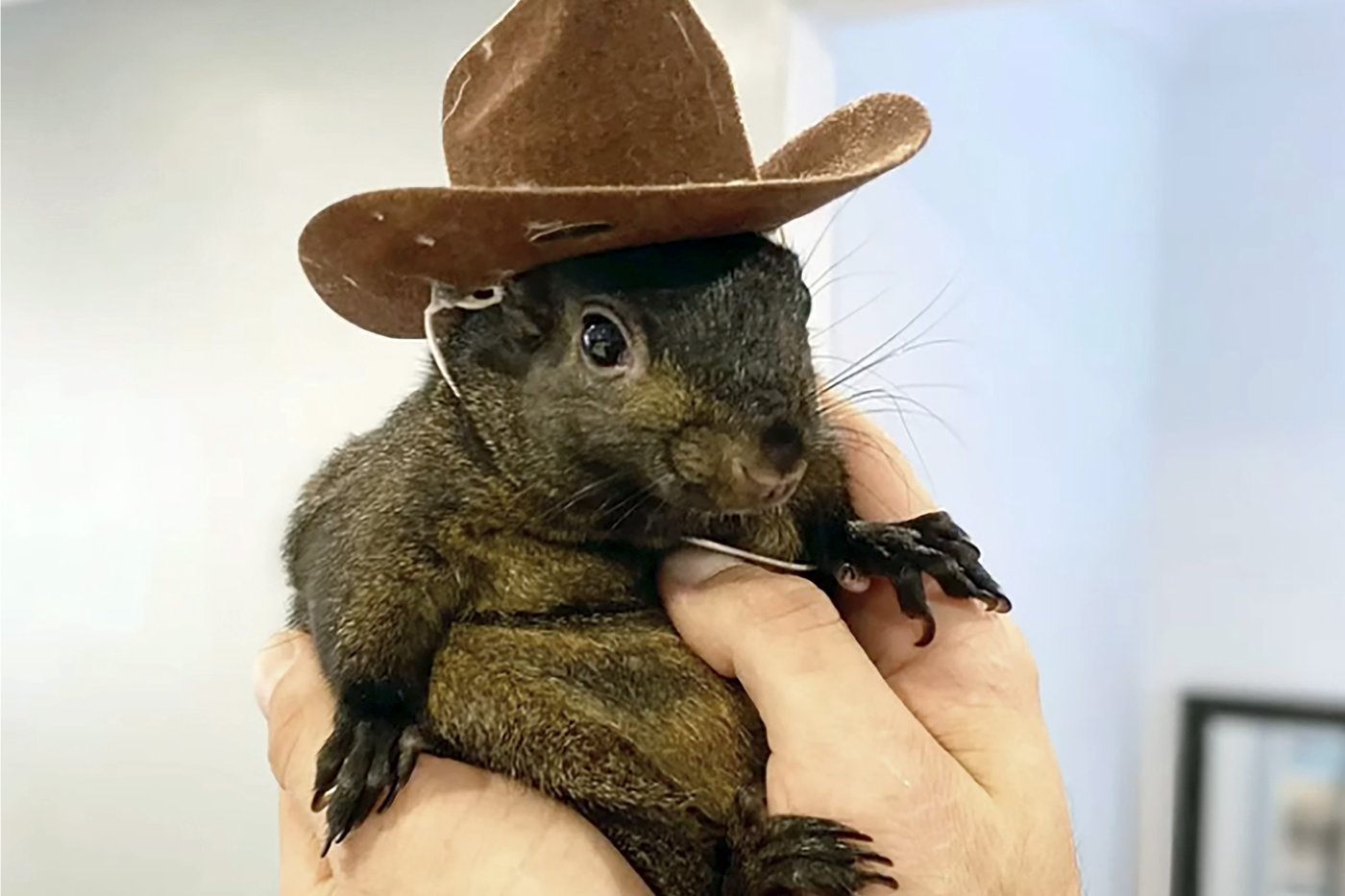 Orphaned squirrel who became social media star was euthanized after being seized from home | iNFOnews.ca