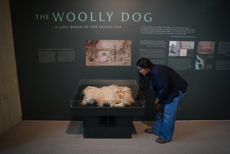 Only known woolly dog pelt returns to B.C. after more than 160 years | iNFOnews.ca