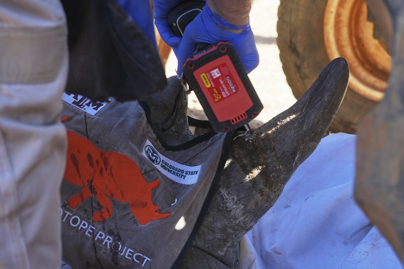 Scientists in South Africa are making rhino horns radioactive to fight poaching | iNFOnews.ca
