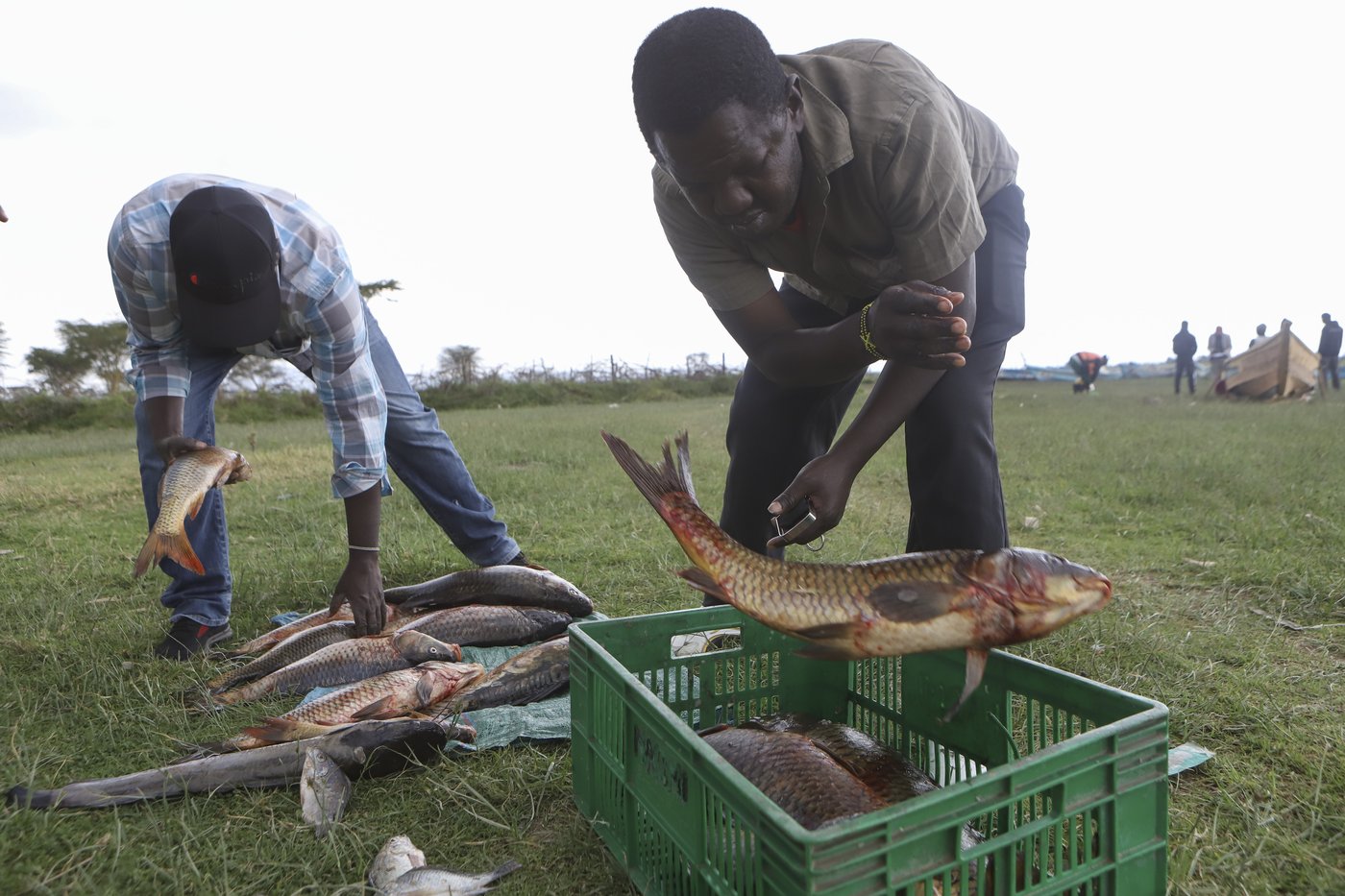 How the invasive water hyacinth is threatening fishermen's livelihoods on a popular Kenyan lake | iNFOnews.ca