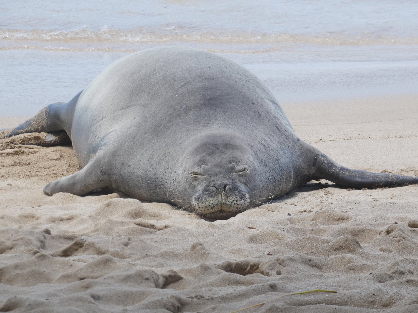 Washington tourist pleads not guilty in Hawaiian monk seal rock case, barred from Hawaii beaches | iNFOnews.ca Washington tourist pleads not guilty in Hawaiian monk seal rock case, barred from Hawaii beaches | iNFOnews.ca