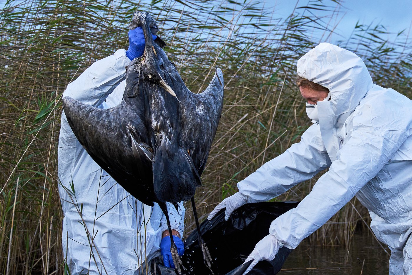 Bird flu hits migrating cranes hard in Germany as the virus flares up | iNFOnews.ca