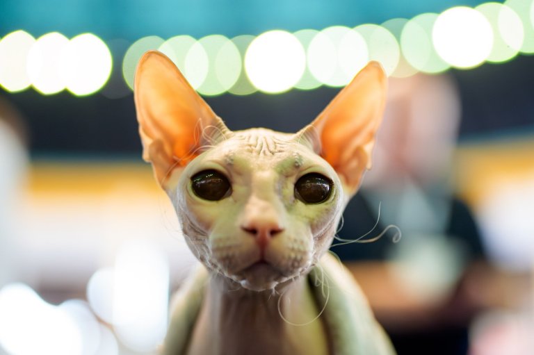 Photos from the world's largest cat show, as 1,000 felines and their fans gather in Romania | iNFOnews.ca Photos from the world's largest cat show, as 1,000 felines and their fans gather in Romania | iNFOnews.ca