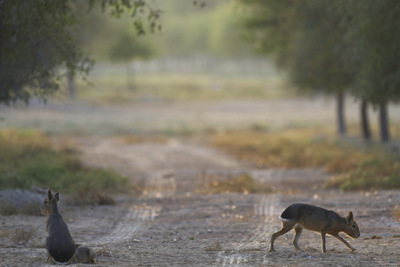 A desert oasis outside of Dubai draws a new caravan: A family of rodents from Argentina | iNFOnews.ca